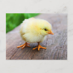 Leuke Fuzzy Chick - Grappige Boerderijdieren Briefkaart