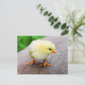 Leuke Fuzzy Chick - Grappige Boerderijdieren Briefkaart (Staand voorkant)