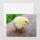 Leuke Fuzzy Chick - Grappige Boerderijdieren Briefkaart (Voorkant / Achterkant)