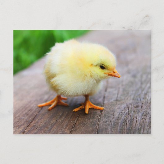 Leuke Fuzzy Chick - Grappige Boerderijdieren Briefkaart (Voorkant)