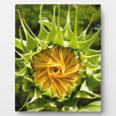 Leuke gele bloem Zonnebloem Fotoplaat (Voorkant)