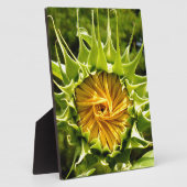 Leuke gele bloem Zonnebloem Fotoplaat (Zijkant)