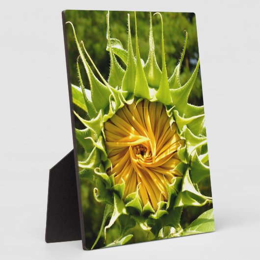 Leuke gele bloem Zonnebloem Fotoplaat (Zijkant)