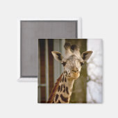 Leuke Giraffe fotomagneet Magneet (Voorkant / Achterkant)