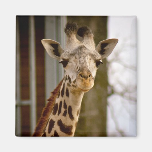 Leuke Giraffe fotomagneet Magneet (Voorkant)