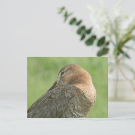 Leuke Godwit Close Up DIY Briefkaart (Staand voorkant)