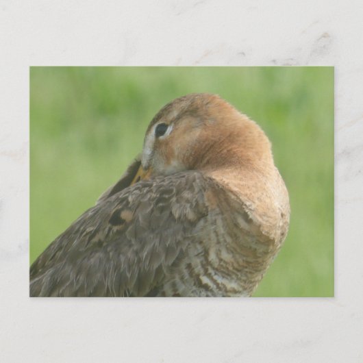 Leuke Godwit Close Up DIY Briefkaart (Voorkant)