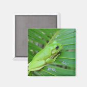 Leuke groene Candid kikker op het blad van de palm Magneet (Voorkant / Achterkant)