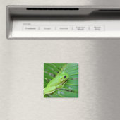 Leuke groene Candid kikker op het blad van de palm Magneet (Insitu (Vaatwasser))