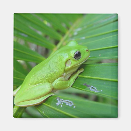 Leuke groene Candid kikker op het blad van de palm Magneet (Voorkant)