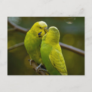 Leuke Groene Gele Budgie Vogels op een Boomtak Briefkaart