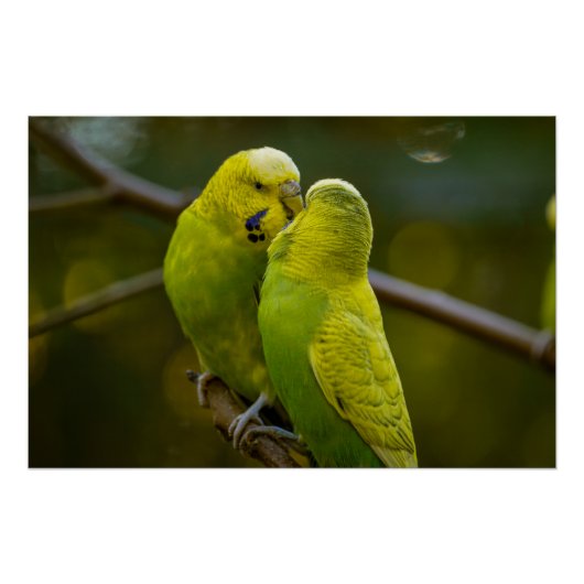 Leuke Groene Gele Budgie Vogels op een Boomtak Perfect Poster (Voorkant)