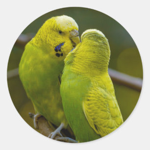 Leuke Groene Gele Budgie Vogels op een Boomtak Ronde Sticker