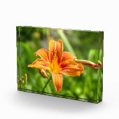 Leuke grote Lily bloem foto (Rechts)