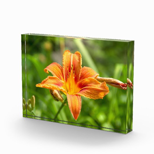 Leuke grote Lily bloem foto (Rechts)