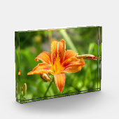 Leuke grote Lily bloem foto (Links)