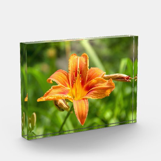 Leuke grote Lily bloem foto (Links)