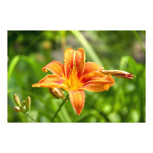 Leuke grote Lily bloem foto Afdruk (Voorkant)