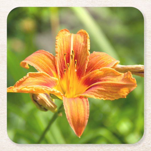 Leuke grote Lily bloem foto Kartonnen Onderzetters (Voorkant)