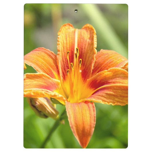 Leuke grote Lily bloem foto Klembord (Achterkant)