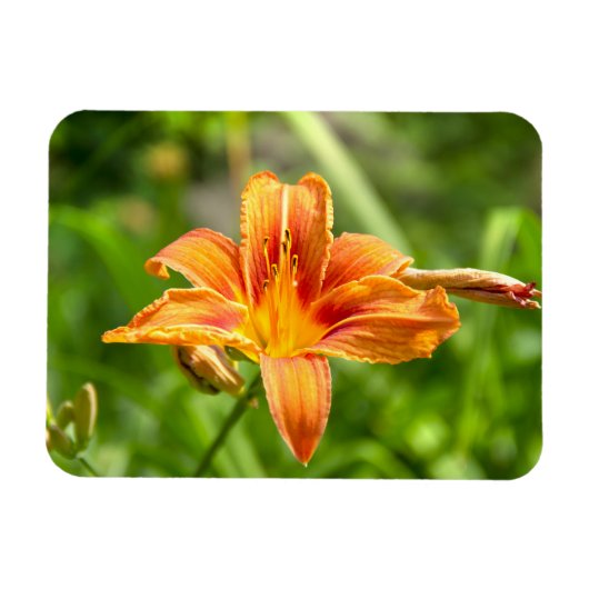Leuke grote Lily bloem foto Magneet (Horizontaal)