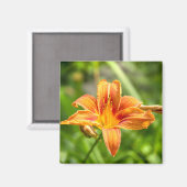 Leuke grote Lily bloem foto Magneet (Voorkant / Achterkant)