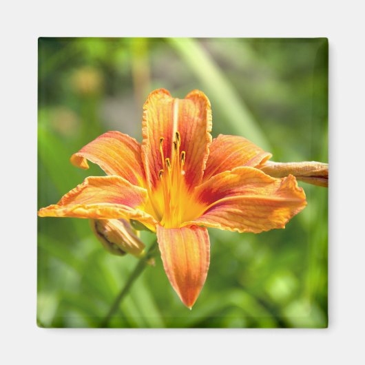 Leuke grote Lily bloem foto Magneet (Voorkant)