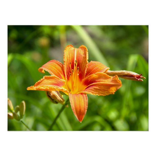 Leuke grote Lily bloem foto Perfect Poster (Voorkant)