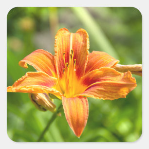 Leuke grote Lily bloem foto Vierkante Sticker
