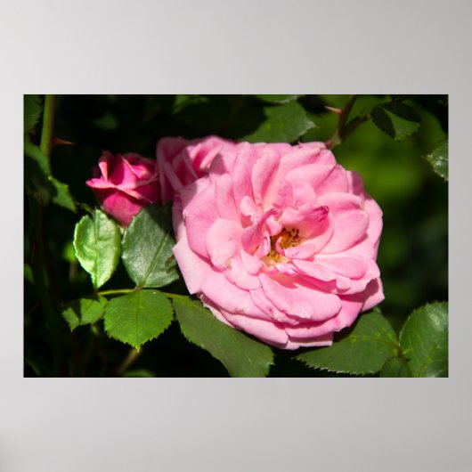 Leuke grote roze roos foto poster (Voorkant)