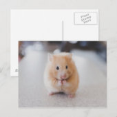 Leuke hamster briefkaart (Voorkant / Achterkant)
