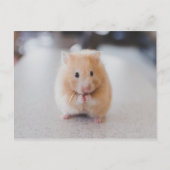 Leuke hamster briefkaart (Voorkant)