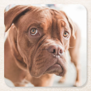 Leuke Hond onderzetters 6