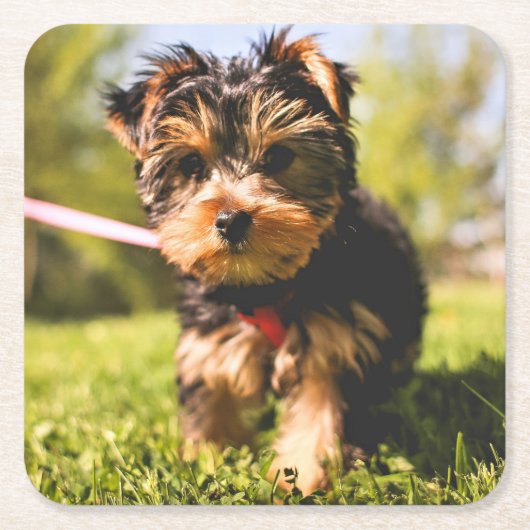 Leuke Hond onderzetters 9 (Voorkant)