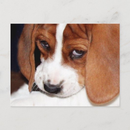 Leuke Hond Puppy Briefkaart (Voorkant)