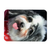 Leuke hondenmagneet, K-Cee rode sjaal II Magneet (Horizontaal)