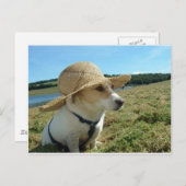 Leuke Jack Russell met een zon pet in het veld Briefkaart (Voorkant / Achterkant)