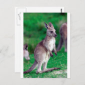 Leuke Joey baby Kangoeroe Briefkaart (Voorkant / Achterkant)