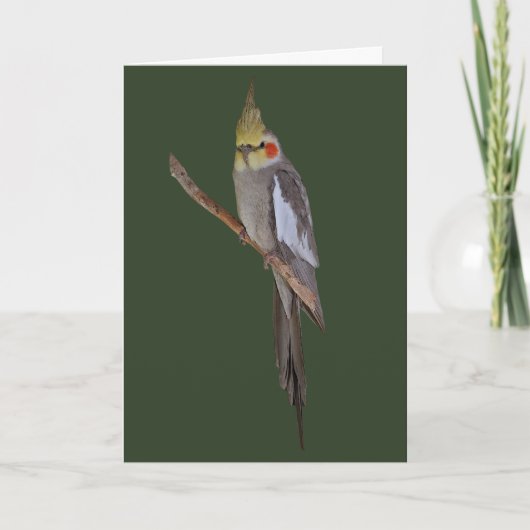 Leuke Kaart Cockatiel (ga uw eigen bericht in) (Voorkant)