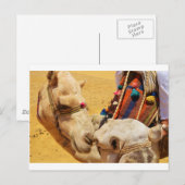 Leuke Kamelen Briefkaart (Voorkant / Achterkant)