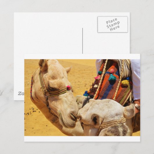 Leuke Kamelen Briefkaart (Voorkant / Achterkant)