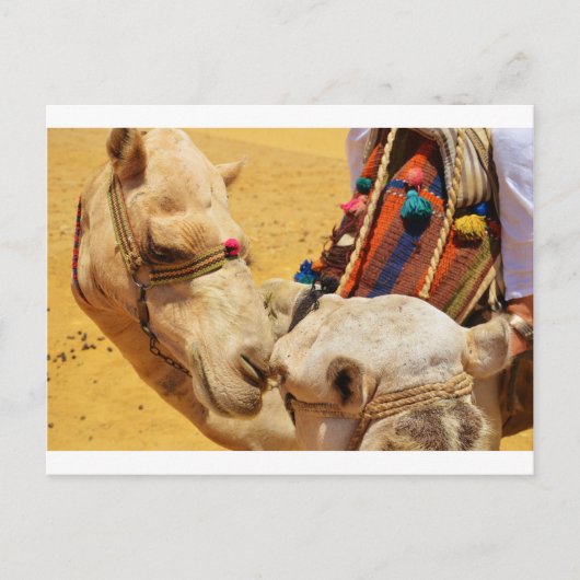 Leuke Kamelen Briefkaart (Voorkant)