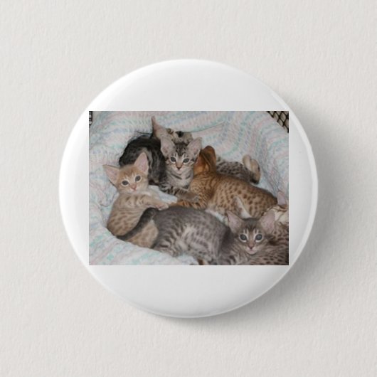 LEUKE KATJES IN EEN MAND RONDE BUTTON 5,7 CM (Voorkant)