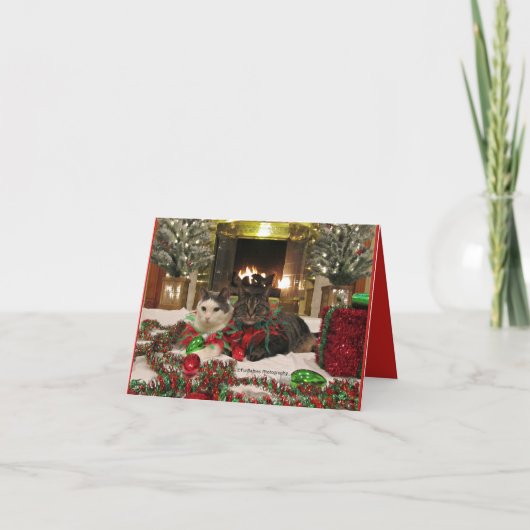 Leuke katten die Kerstmis vieren Kaart (Voorkant)