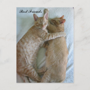 Leuke katten slapen Beste Vrienden Briefkaart