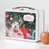 Leuke Kersthond met Kerstboom (In situ)