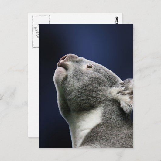 Leuke Koala die omhoog in wonder kijken Briefkaart (Voorkant / Achterkant)