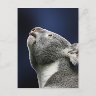 Leuke Koala die omhoog in wonder kijken Briefkaart