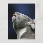 Leuke Koala die omhoog in wonder kijken Briefkaart (Voorkant)