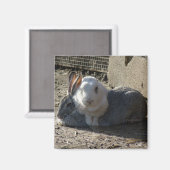 Leuke konijntjes magneet (Voorkant / Achterkant)